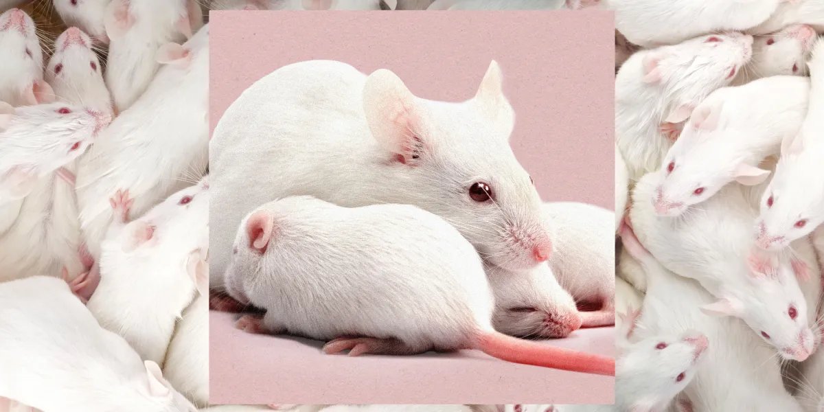 Scientists just created female clones of male mice