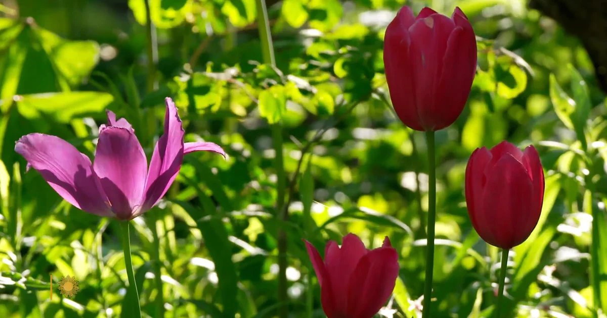 Nature: Chanticleer Garden – CBS News