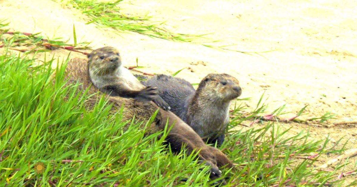 Nature: Otters in California – CBS News