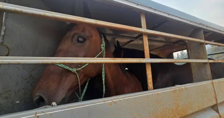 As massive B.C. wildfire raged, groups worked to rescue livestock, animals