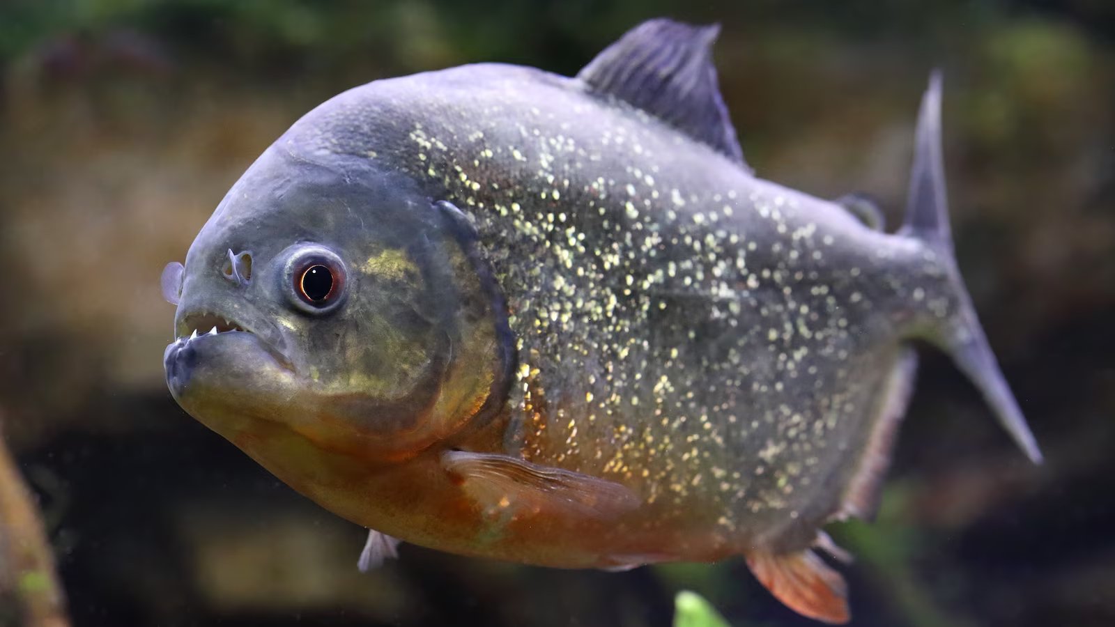 Boy unexpectedly catches a piranha at lake