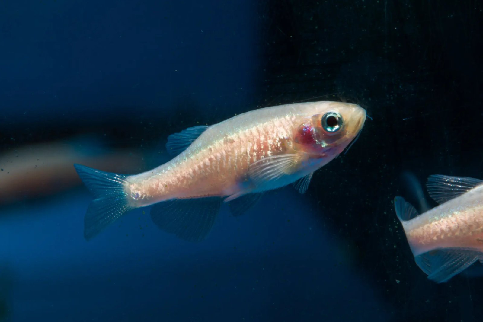 Why You Are Like a Zebrafish