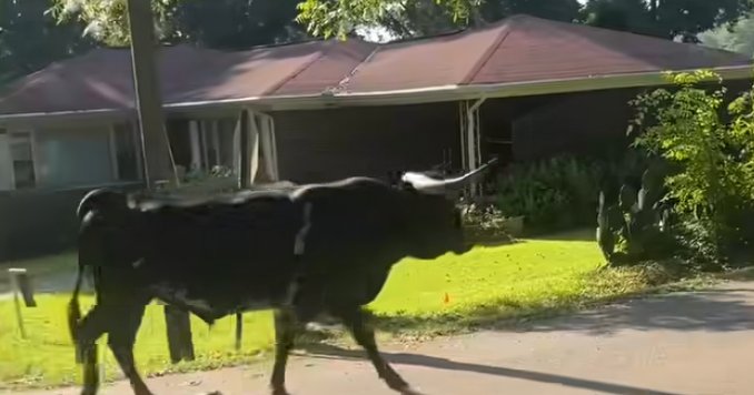 Video shows Alabama deputies wrangling a 1,500-pound runaway bull: “Oversized escape artist”