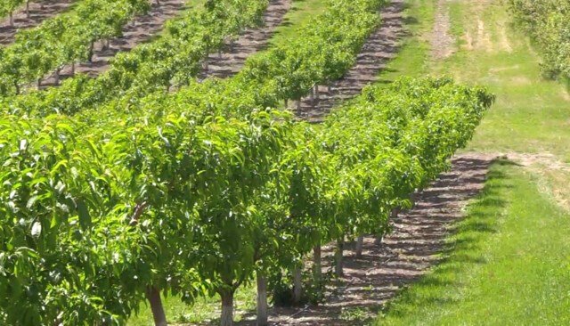 Okanagan farmers, wineries face mounting losses as wildfire hits harvest season