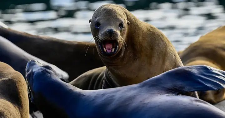 18-year-old man seen on video kicking sea lion pleads guilty – National