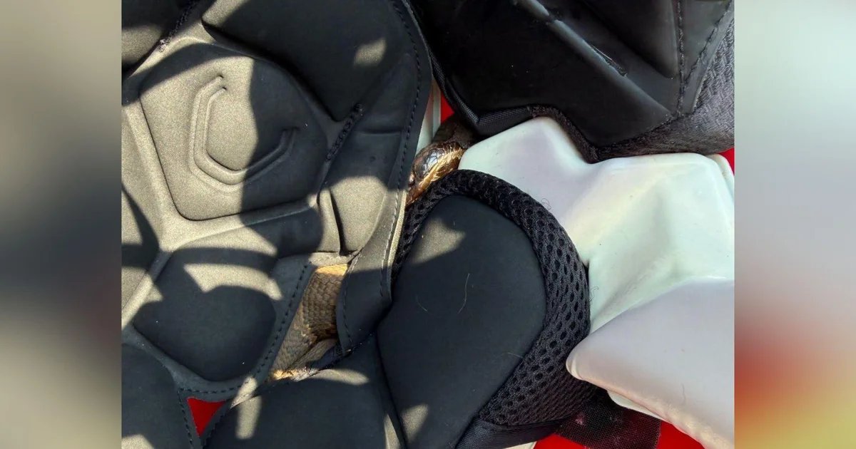 Arkansas high school football player finds venomous snake inside helmet during practice