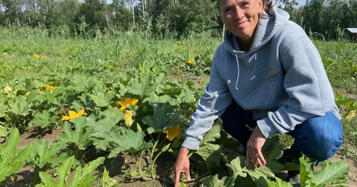 Pumpkin problems: Alberta’s wet summer affecting annual crop