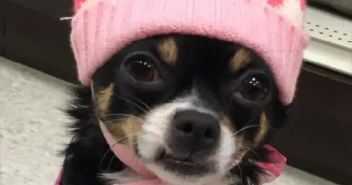 New trial ordered for B.C. man convicted in killing of ex-girlfriend’s chihuahua – BC
