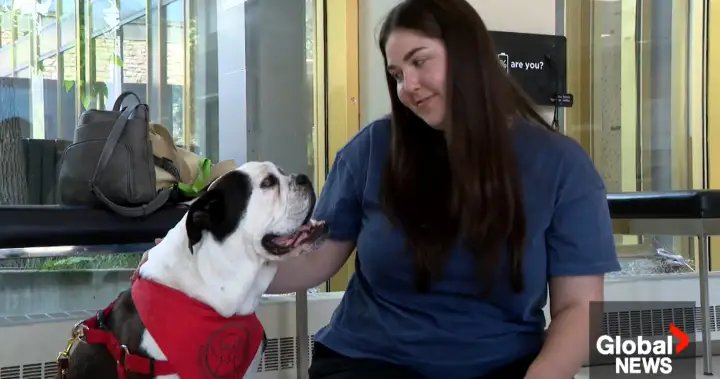 Flipping the script: USask research focuses on therapy dog’s perspective