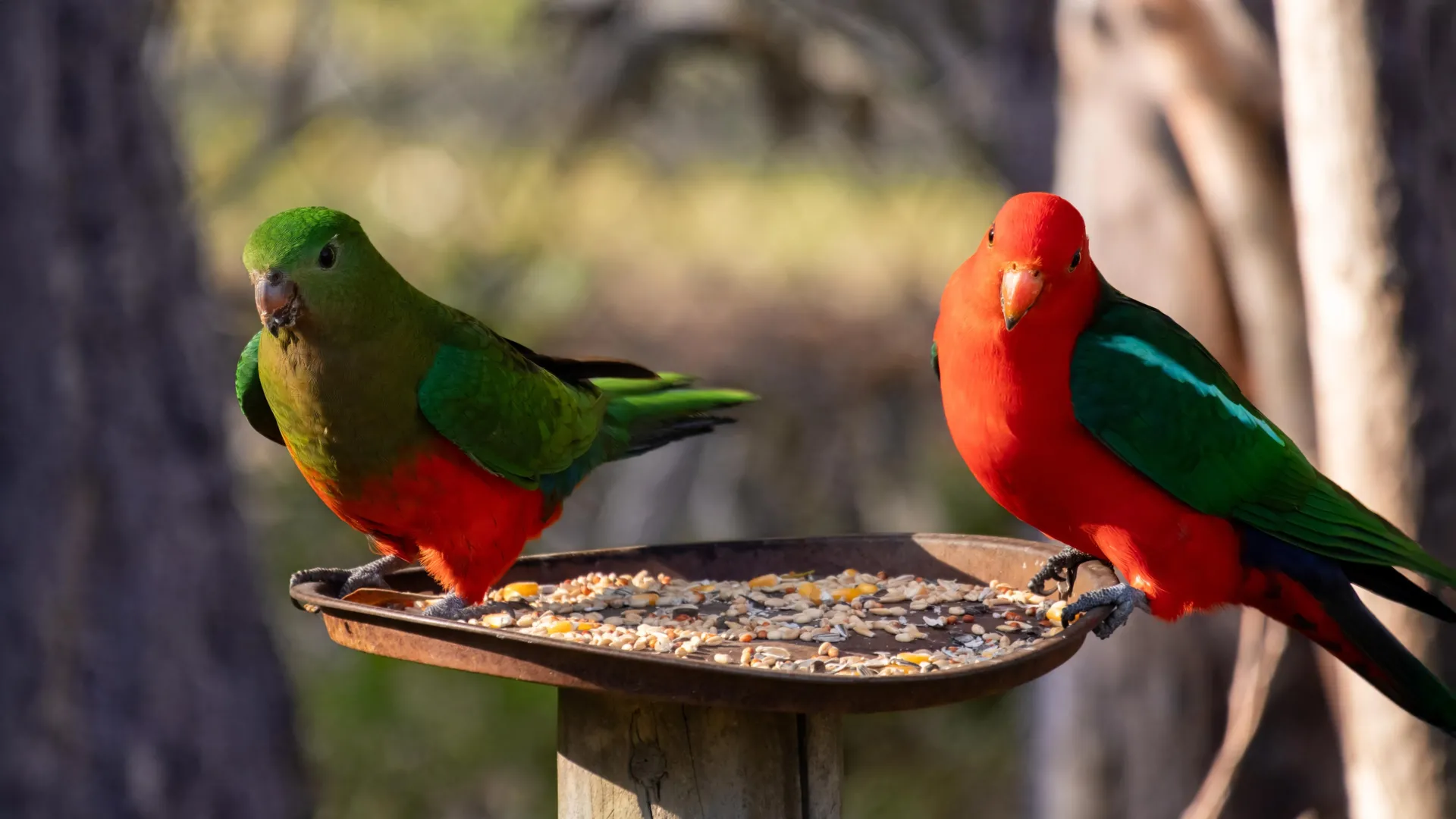 Bird flu is spreading. Your backyard feeder could make it worse