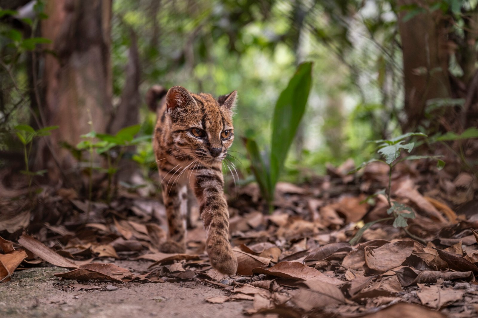 Congratulations, World: A New Supercute Cat Species Has Been Found