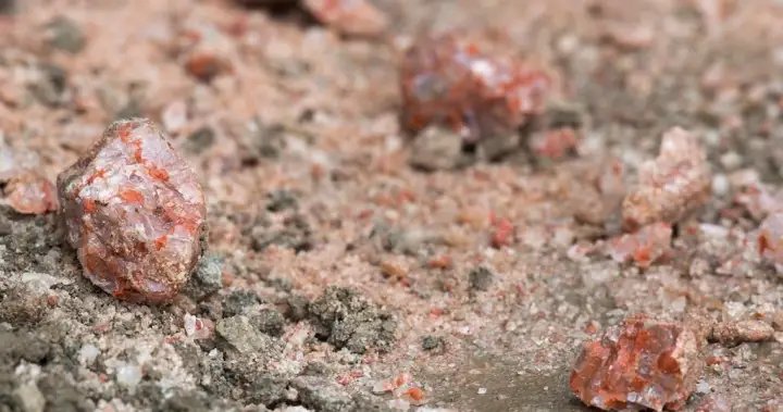Trump says U.S. to continue buying Canadian potash — but wants cheaper price