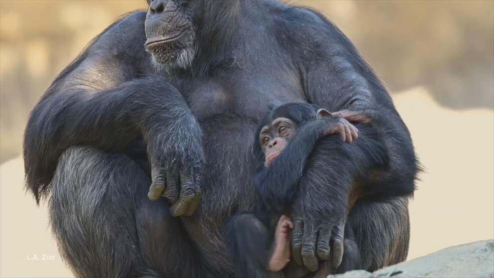 WATCH:  Los Angeles Zoo celebrates milestone after their great ape baby boom