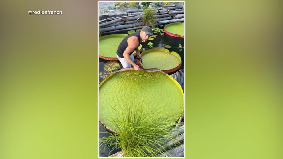 WATCH:  Couple's garden inspires millions with giant lily pads