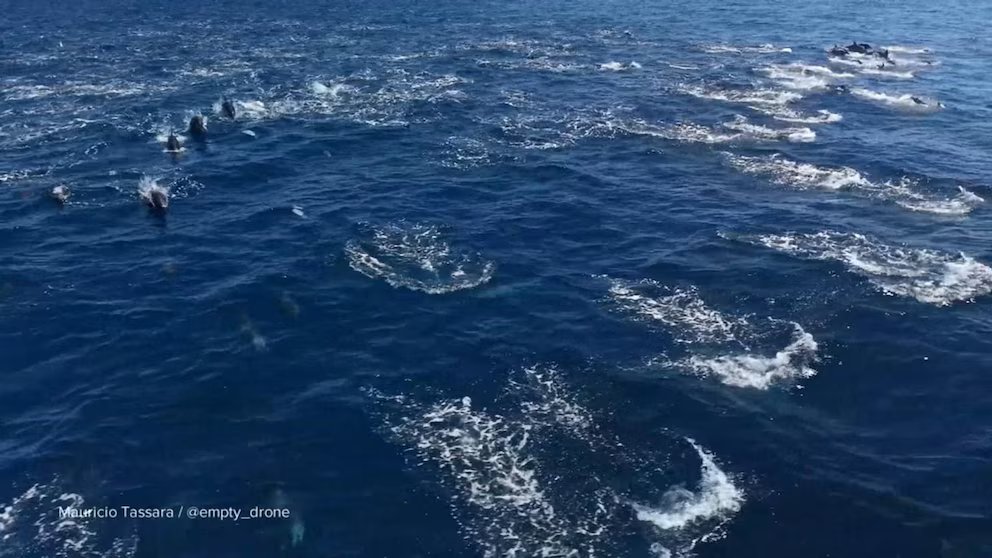 WATCH:  David Muir shares stunning dolphin 'stampede' off California coast