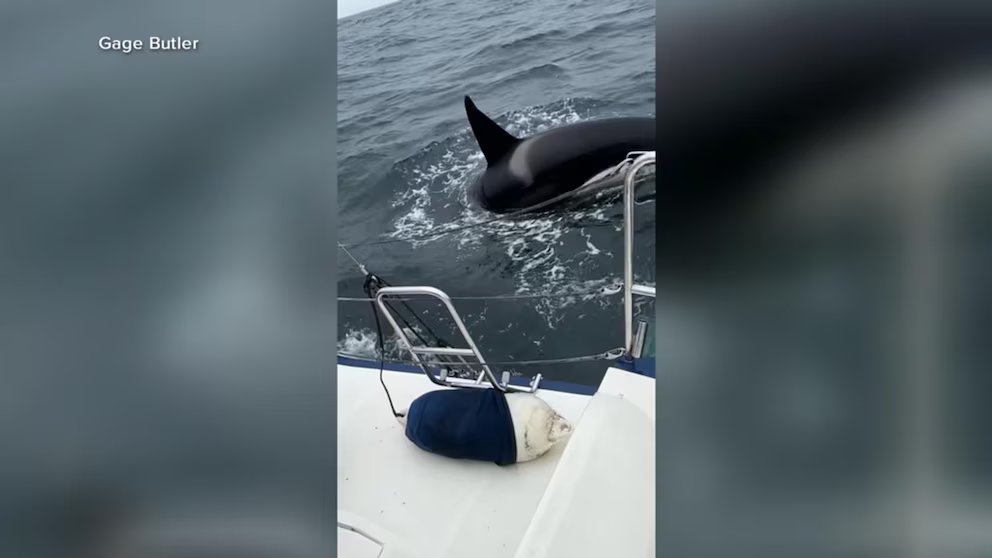 WATCH:  Killer whale rams sailboat off the coast of Spain