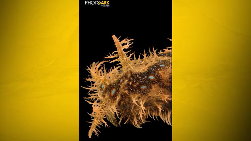 WATCH:  Nat Geo’s 'Moment on the Earth' spotlights the shaggy sea hare