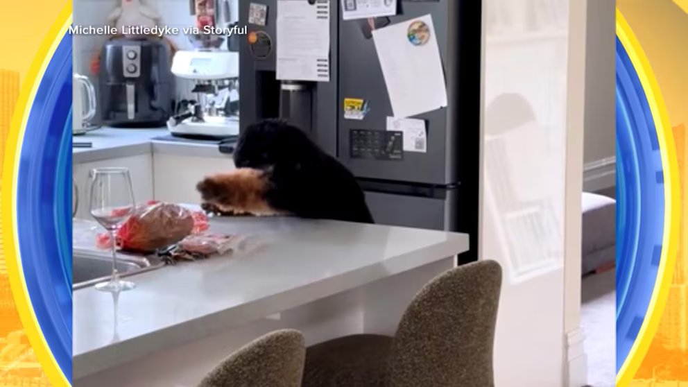 WATCH:  Dog tries to grab the bacon