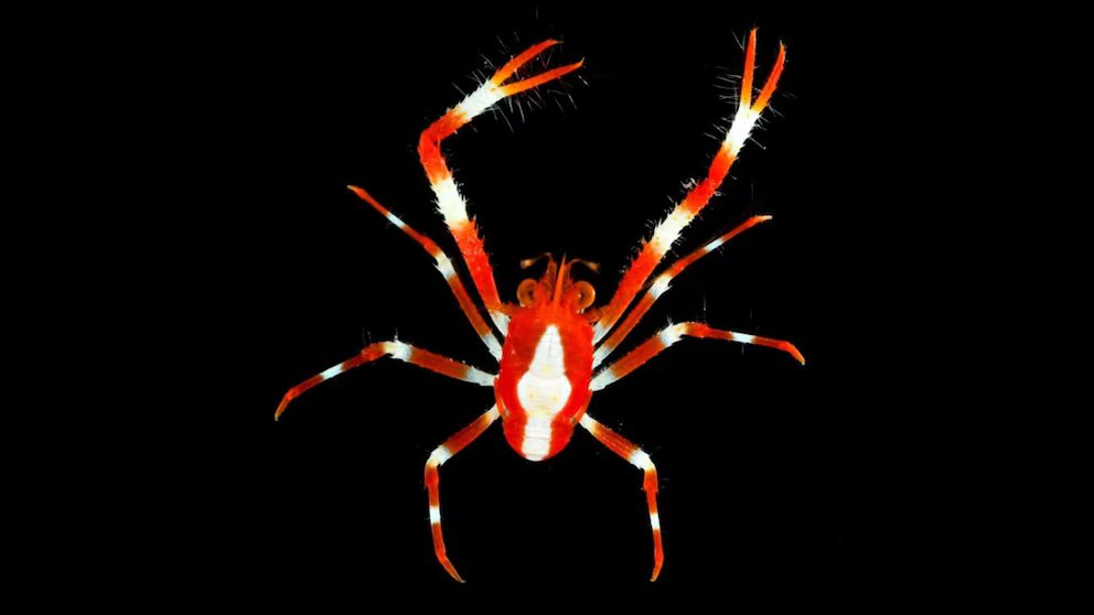 WATCH:  Scientists discover dozens of new species in the Pacific