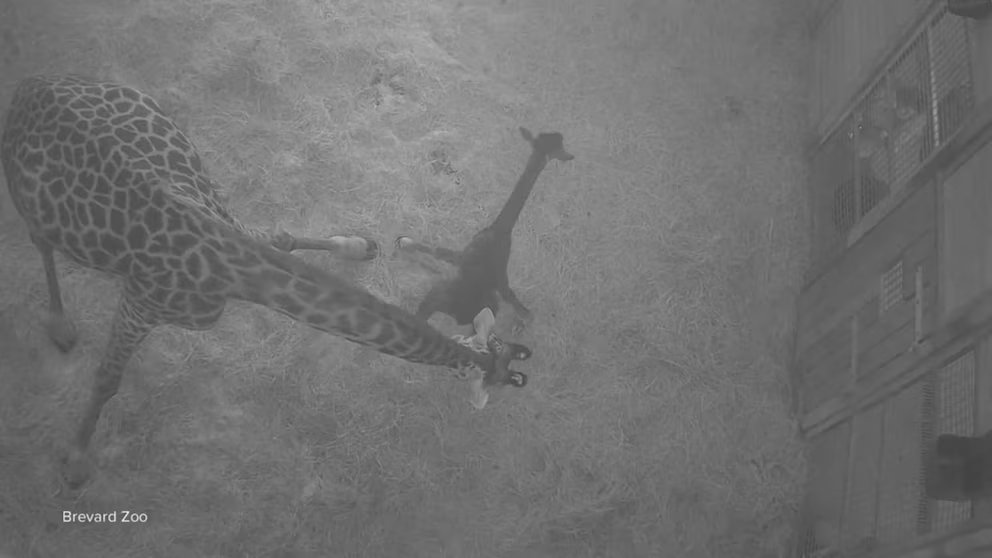 WATCH:  David Muir shares baby giraffe's first steps into the world with help of mother