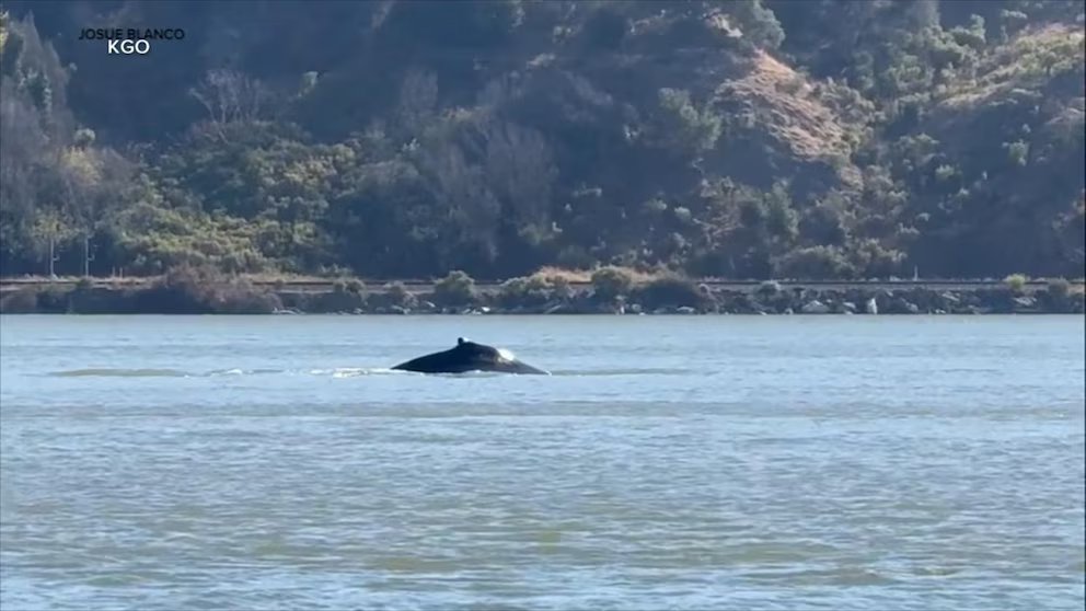 WATCH:  Wayward whale sparks excitement in Northern California
