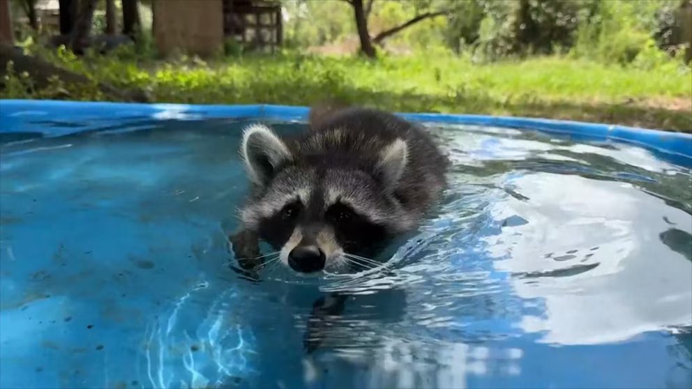 WATCH:  Woman launches 'boot camp' for rescued raccoons