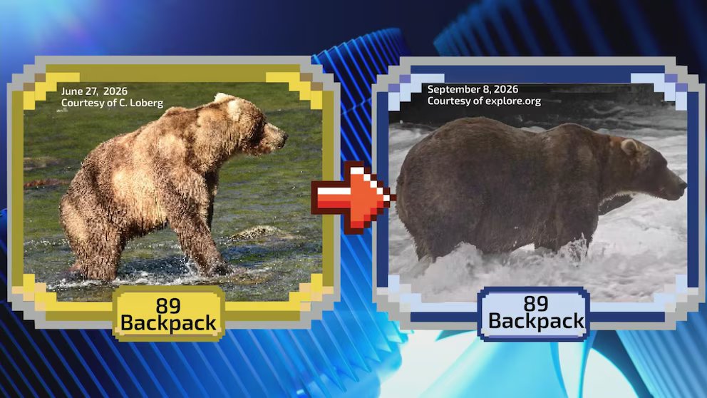 WATCH:  The annual Fat Bear Week tournament is underway