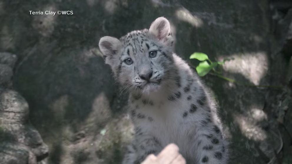 WATCH:  Snow leopard baby reveal