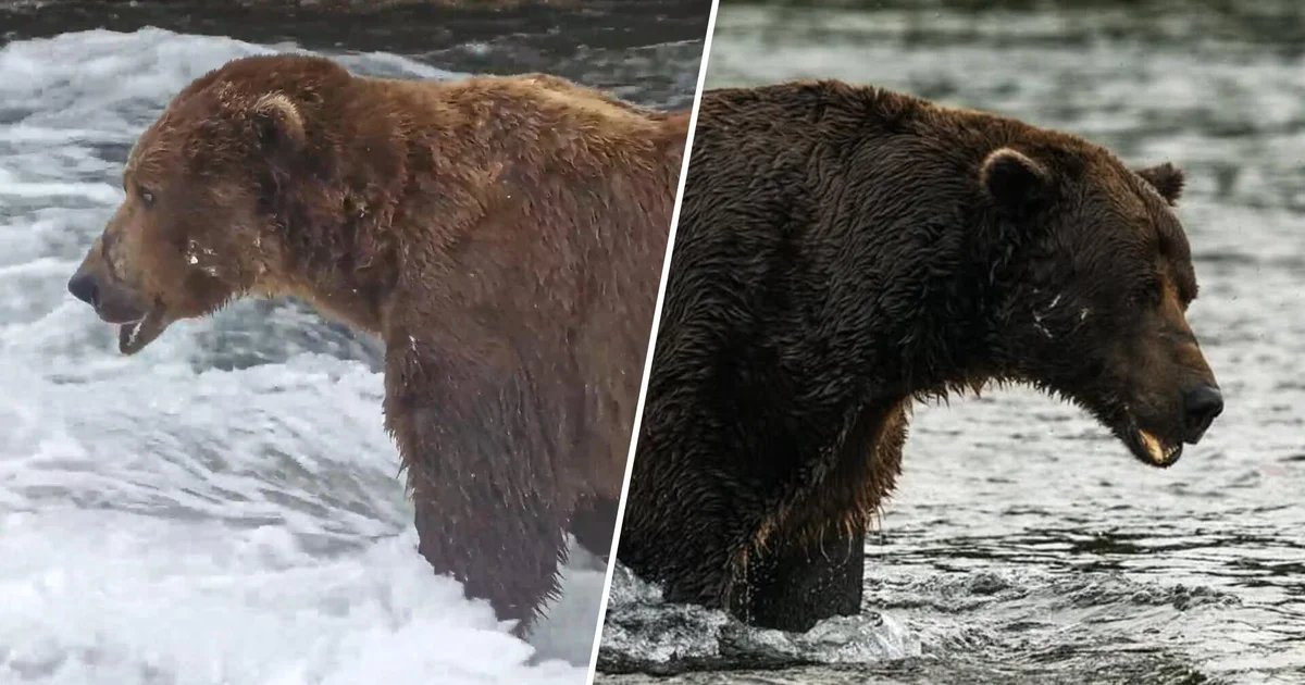 Fat Bear Week 2026 is here: Meet Chunk, Bucky and other contenders