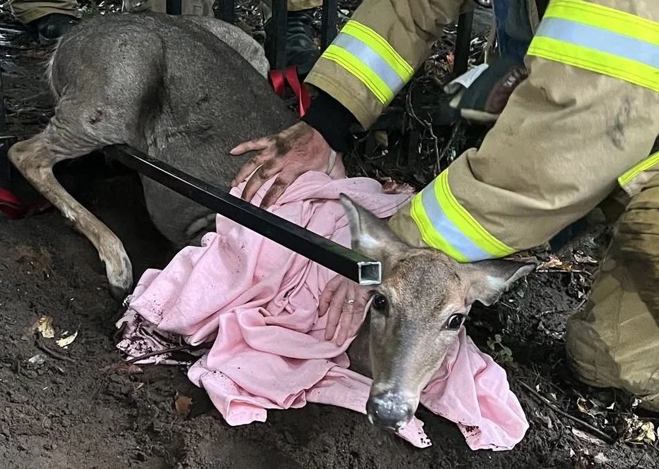 Amid the storm, firefighters got an unusual call: a trapped deer