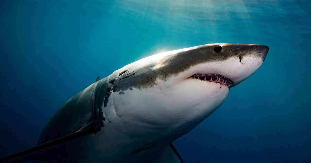 Why It Seems Like Great White Sharks Are Overrunning Maine