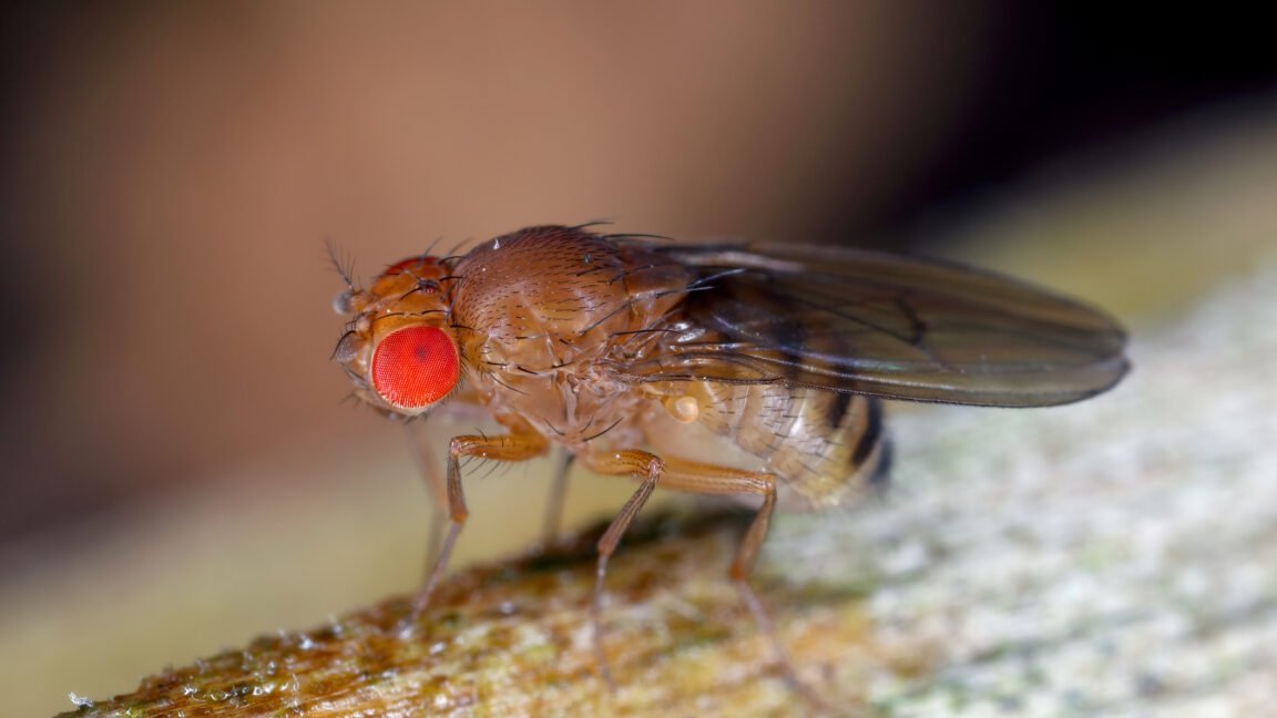 Less protein for maggots means longer lives for fruit flies