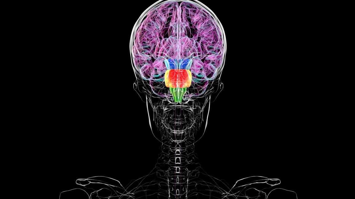 Contrary to some reports, you don’t have two brains