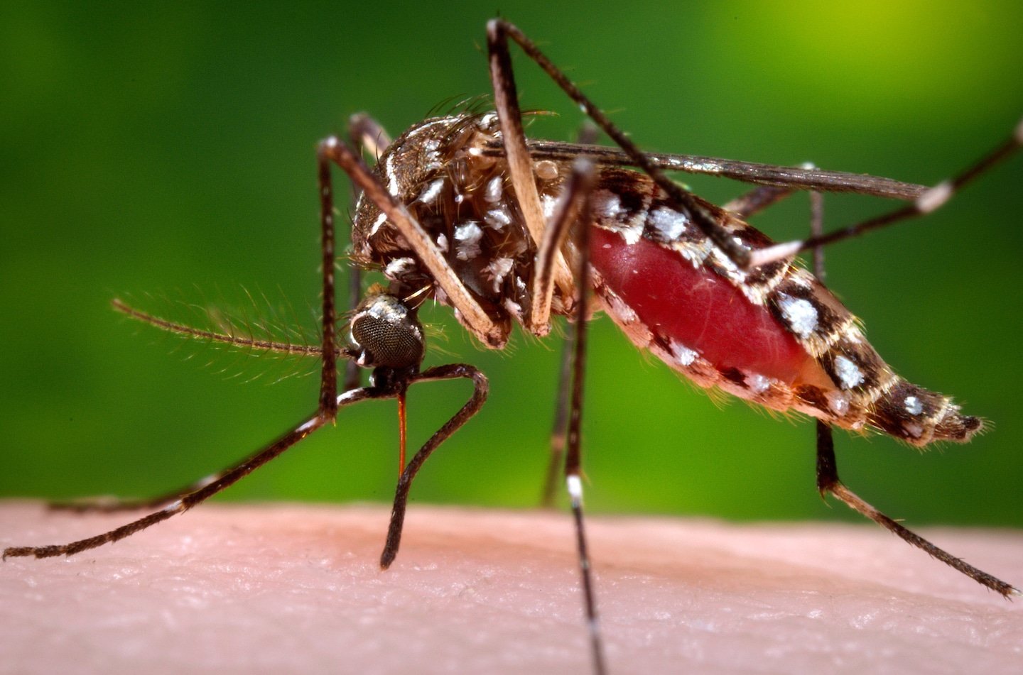 Florida counties declare emergency over ‘wildly unusual’ dengue outbreak