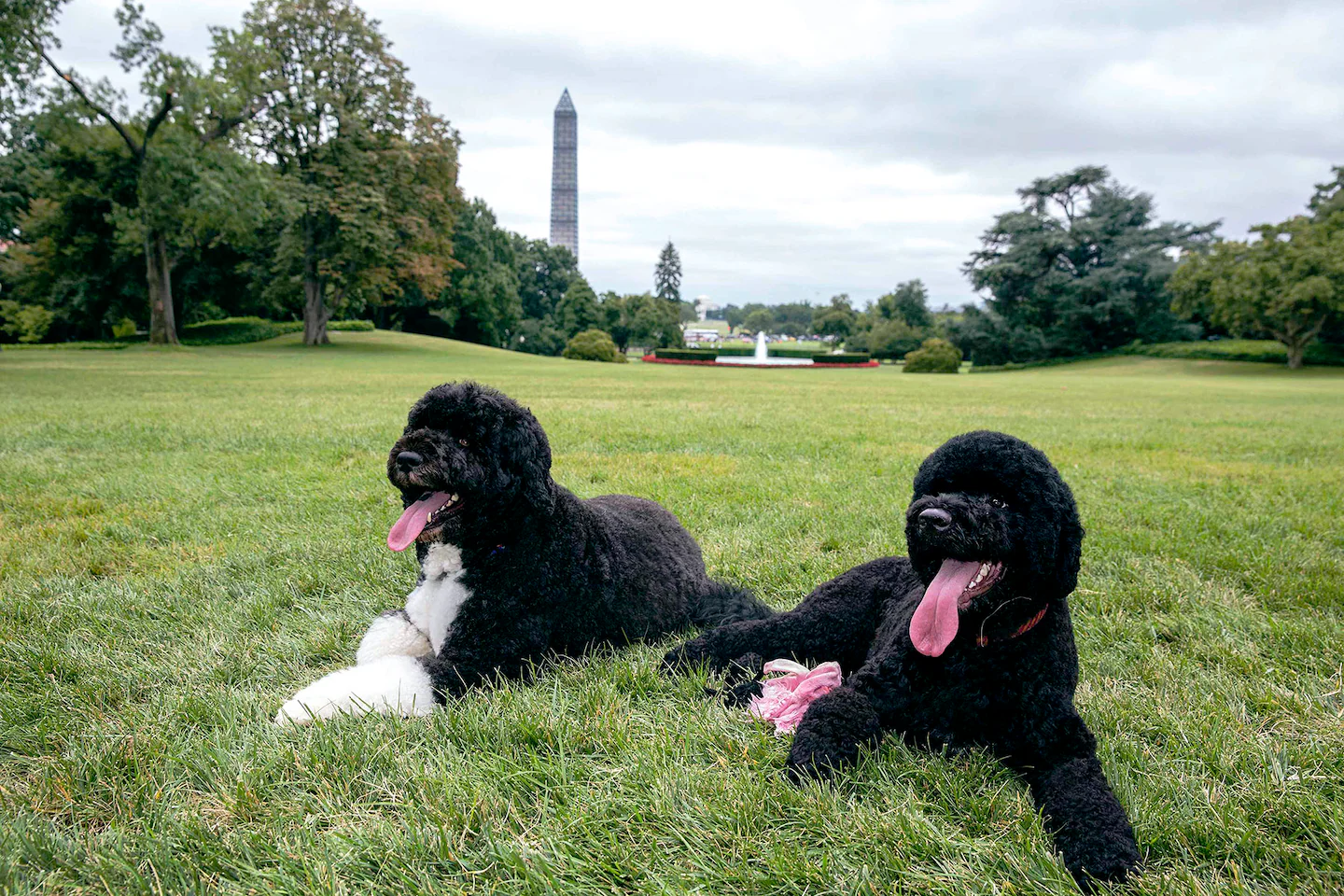 Sunny, the Obamas’ second dog, dies at 13