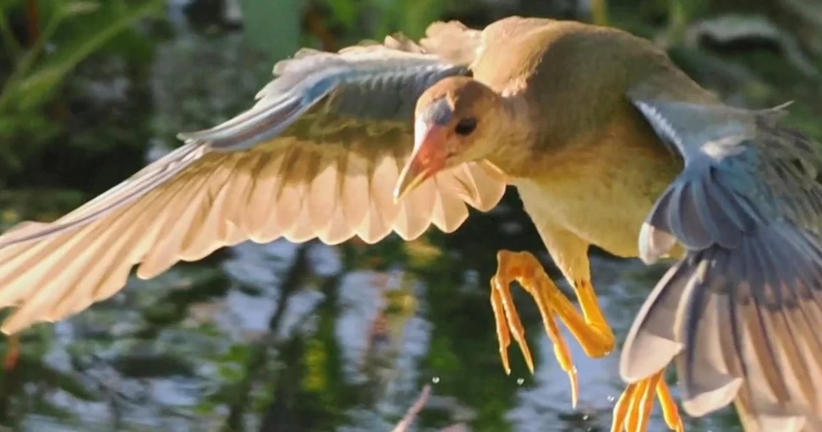 California community mesmerized by rare bird sighting