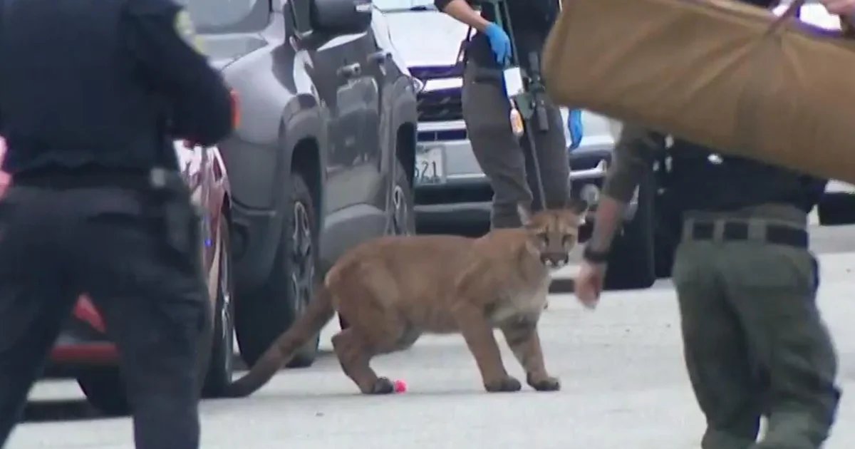 Mountain lion runs wild on streets of San Francisco