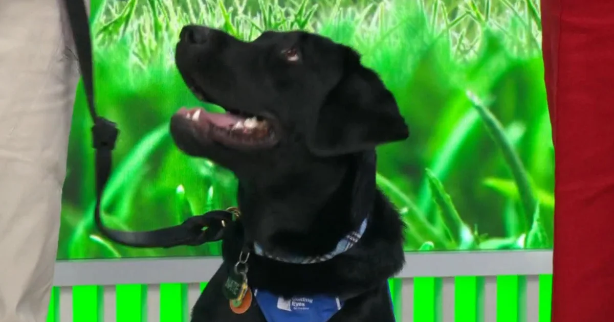 Puppies Gayle, Nate and Tony show off their guide dog training on CBS Mornings