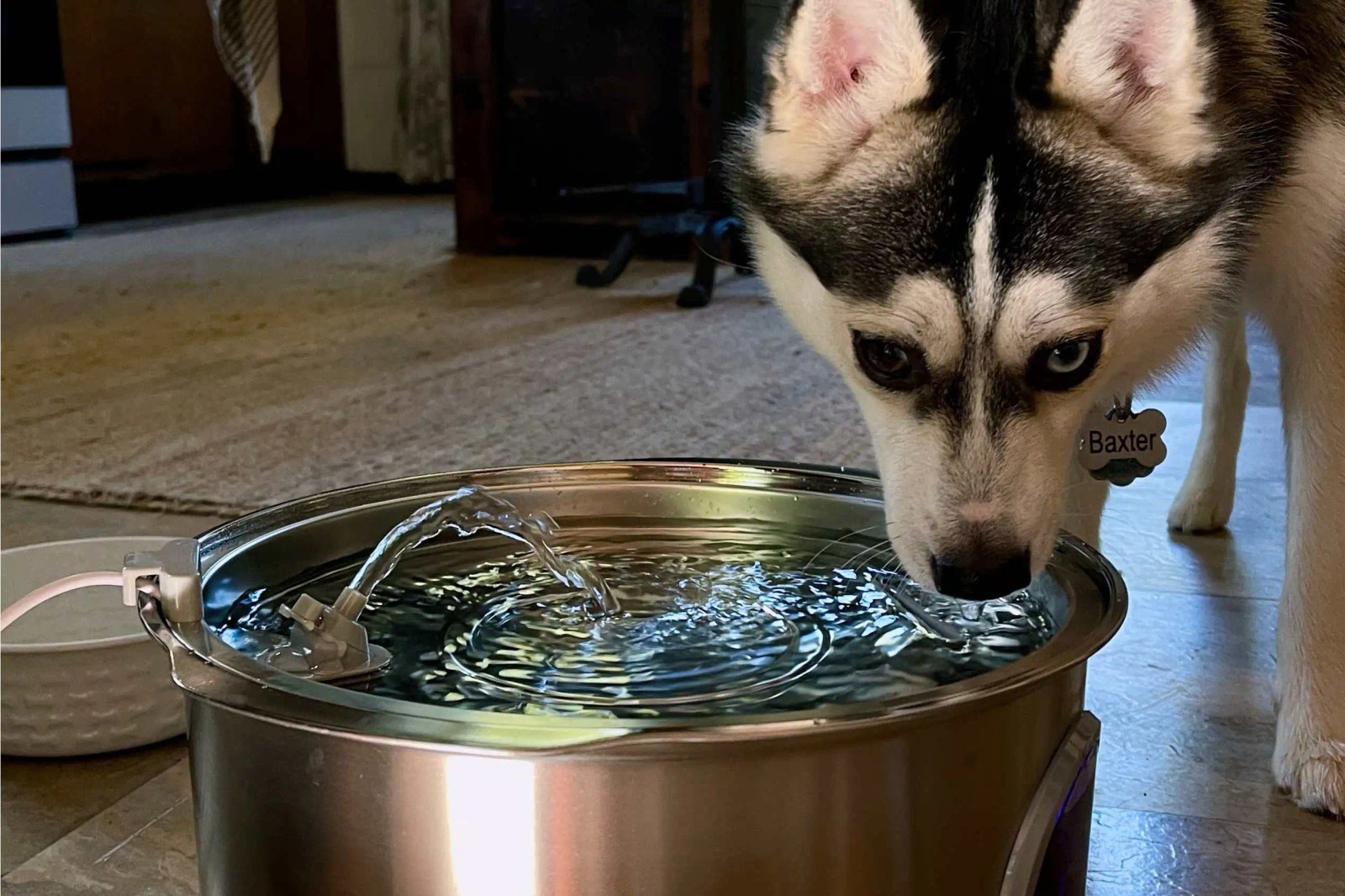 Best Pet Tech Gadgets of 2026: CNET Staff Picks