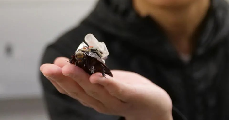 These Cyborg Cockroaches Could Save Your Life
