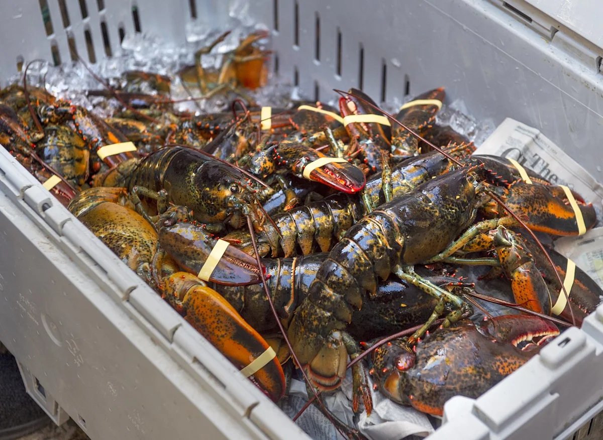 Some N.L. fishers say more lobster licenses could spur rural fishing economies