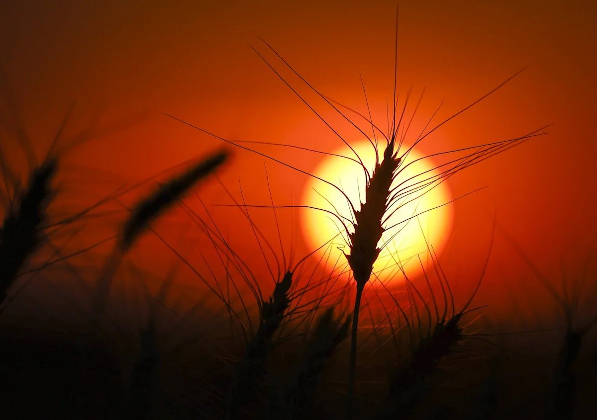 From soggy fields to skyrocketing diesel, Prairie farmers face tough harvest