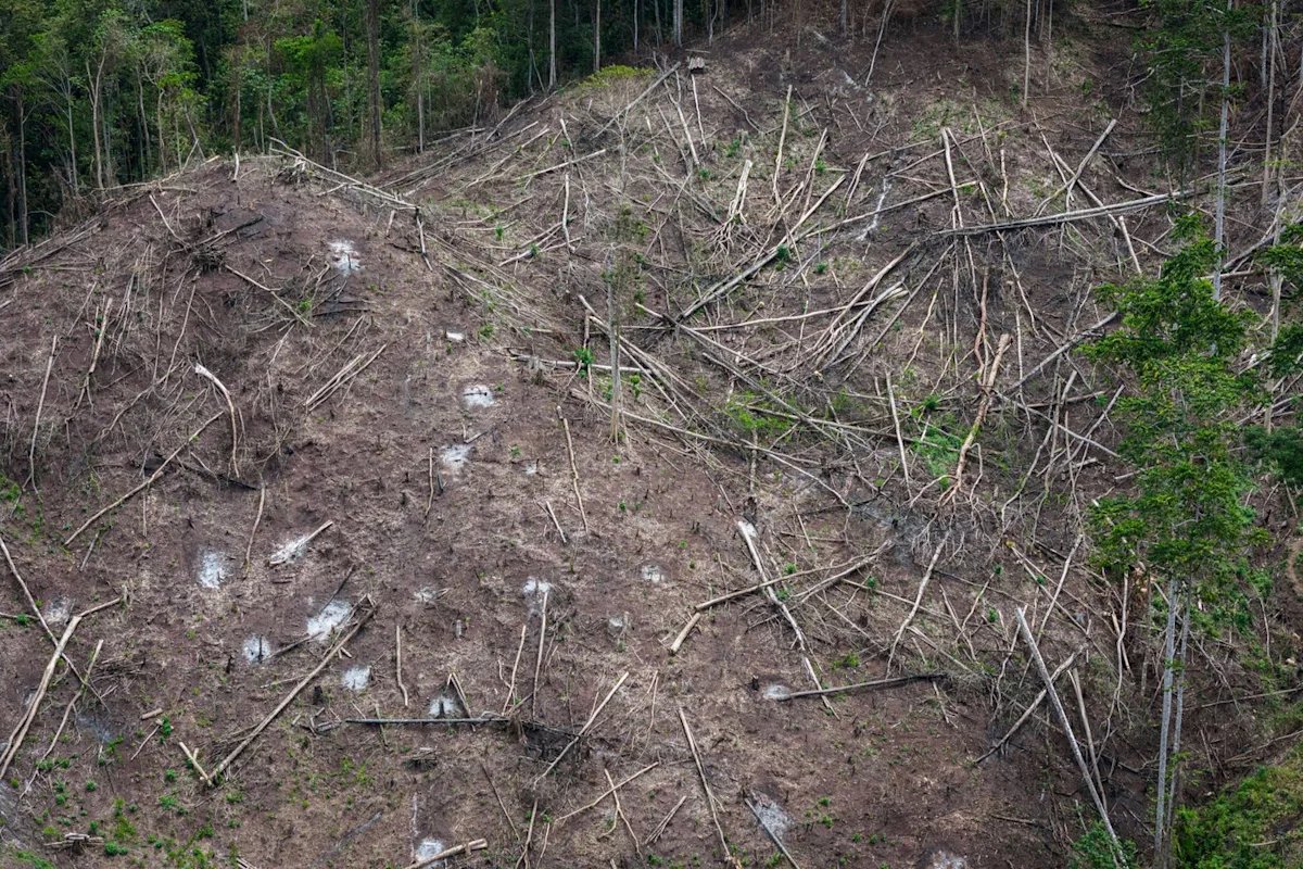 Japan’s biomass energy boom threatens further deforestation in Indonesia