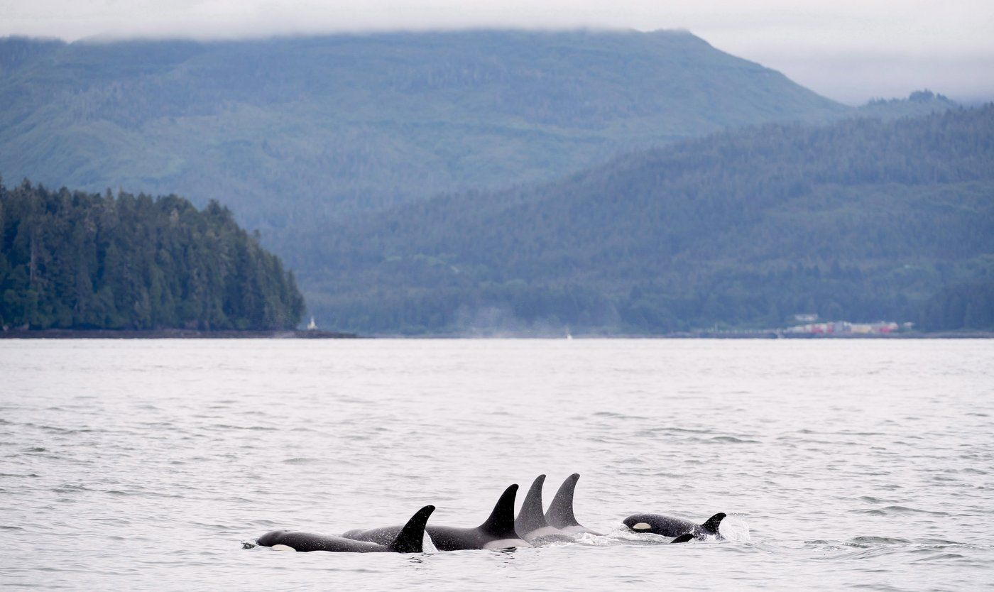 Feds drop plans to skirt Species At Risk Act for major projects
