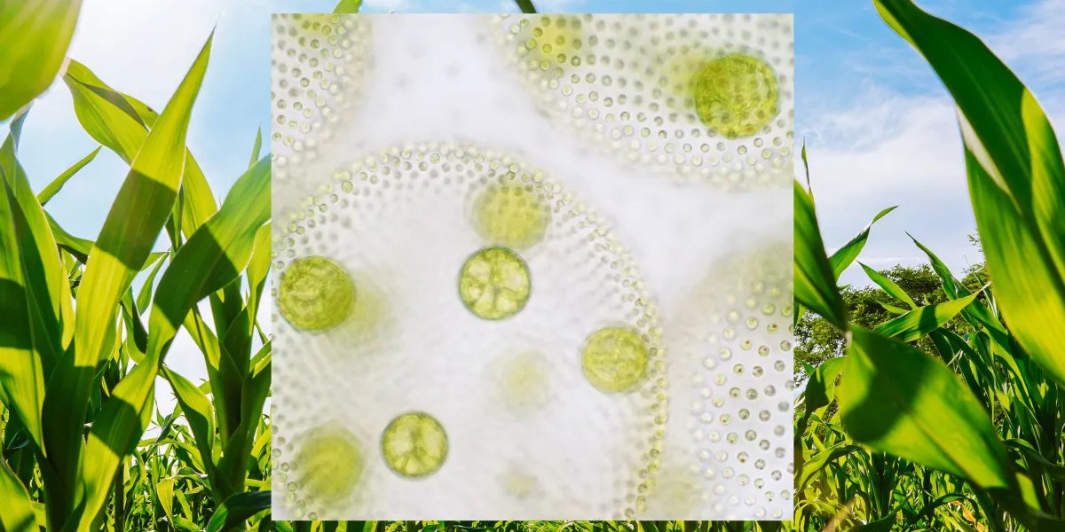 How engineered microbes could help feed the world’s crops