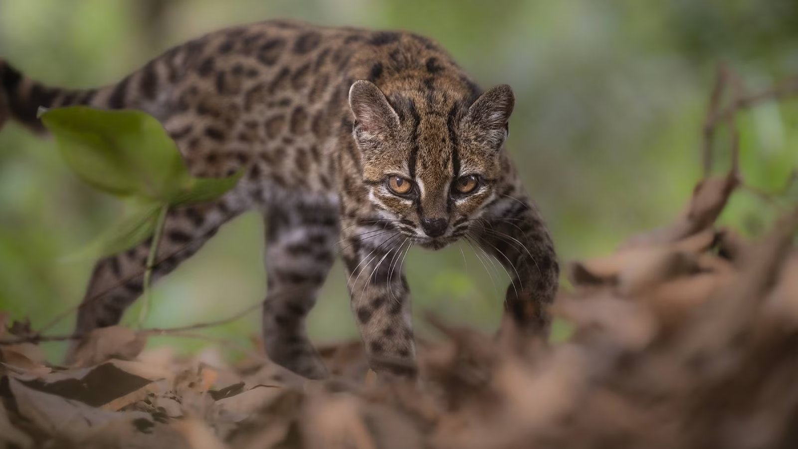 First new feline species in 100 years discovered in Bolivian forest