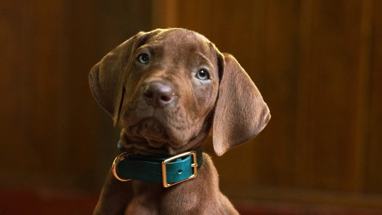 Scooby-Doo: Origins Photo Reveals Cute New Look at Dog