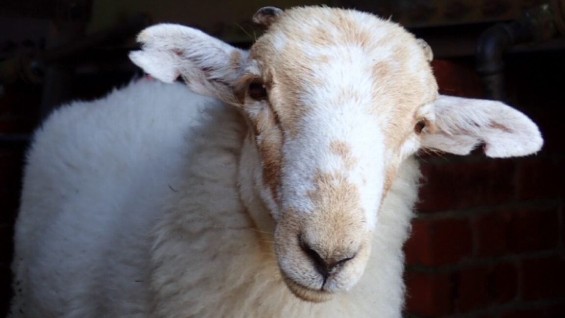 Medieval manuscripts are “biological time capsules” for deadly sheeppox virus