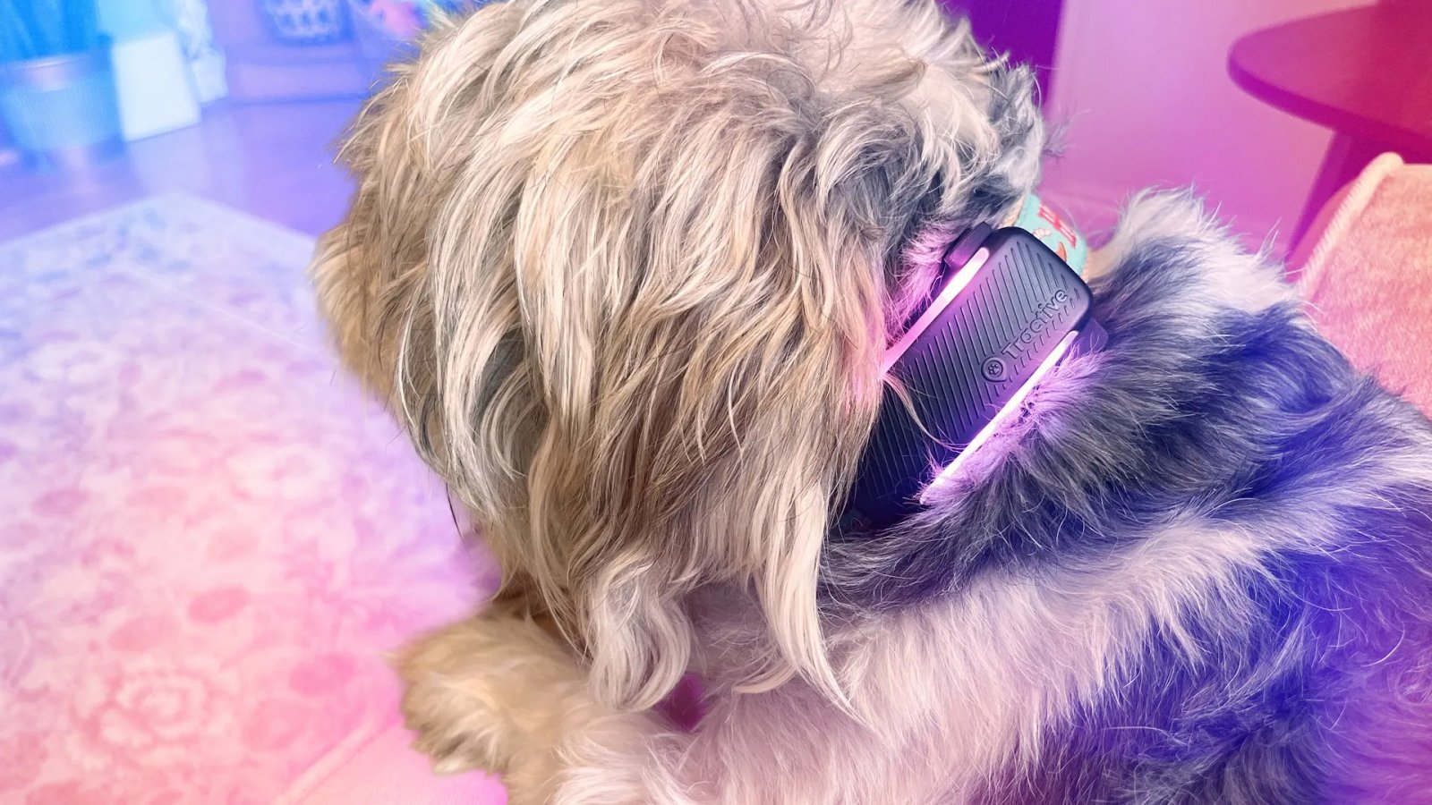 The 3 Best GPS Pet Trackers of 2026 After Testing Them on Our Furry Friends