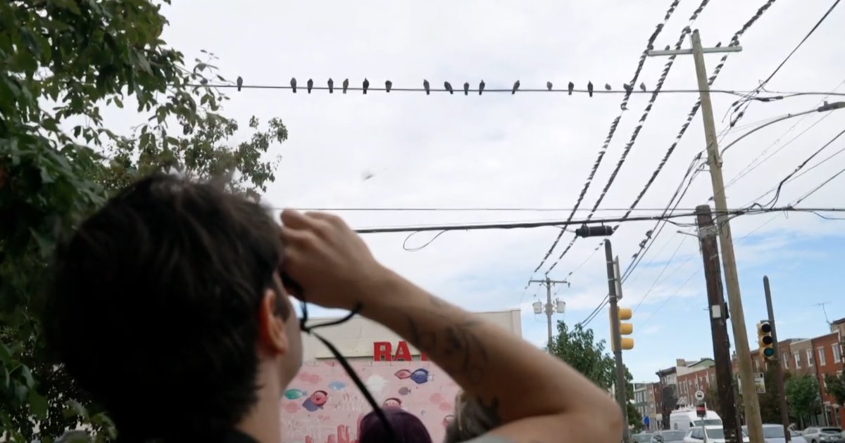 Why visitors are flocking to Philadelphia’s popular pigeon tour